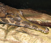 Tomistoma